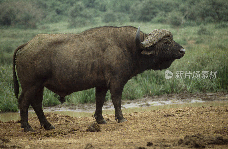 Buffalo profile